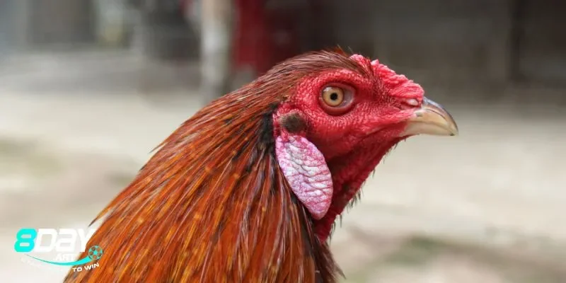 Ảnh hưởng của gà điều thuộc mạng gì trong từng lĩnh vực