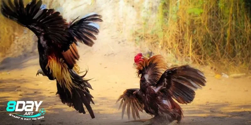 Các dòng gà đòn phổ biến