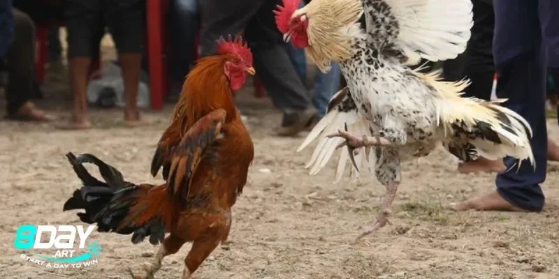 Các yếu tố ảnh hưởng đến kết quả đá gà cựa sắt miền tây