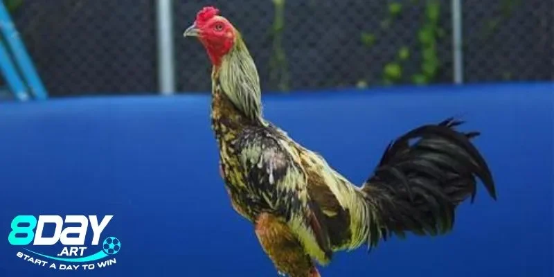 Các yếu tố khác ảnh hưởng đến trận đấu có màu mạng gà đá