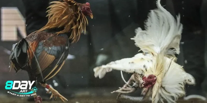 Các yếu tố tác động đến khả năng chiến đấu của gà chọi