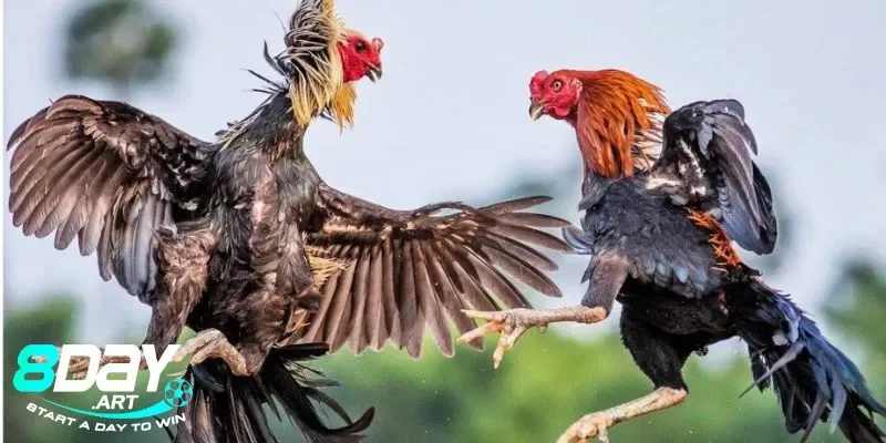 Chiến kê Mỹ và sự thống trị trên đấu trường 8days