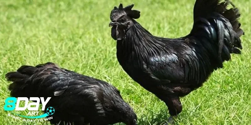 Đặc điểm ấn tượng của gà mặt quỷ mà người mới nên biết