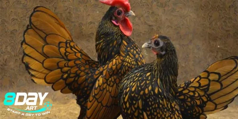 Đặc điểm của giống gà vảy cá mà cao thủ 8days truyền đạt