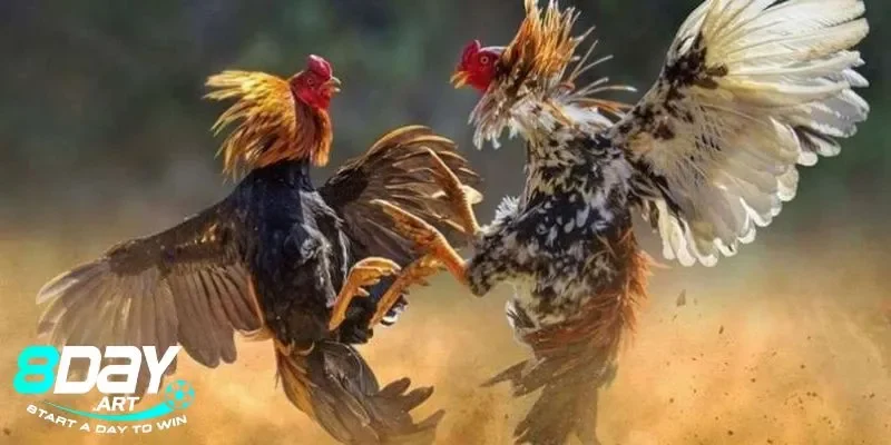 Khái niệm màu mạng gà đá tại sân chơi 8days