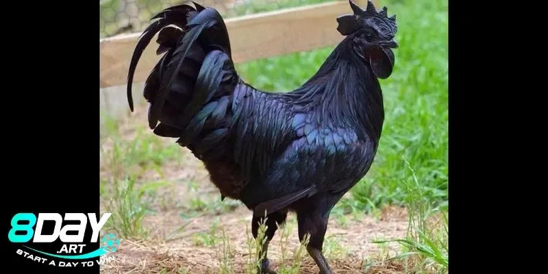 Lý do gà mặt quỷ được săn đón tại sân chơi 8days