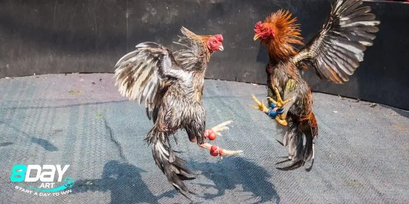 Nét đặc trưng của đá gà cựa sắt miền tây