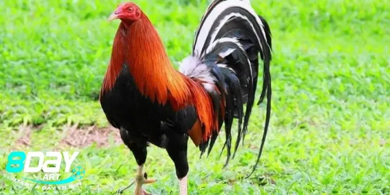 Những dòng gà Mỹ nổi bật từ cao thủ 8days