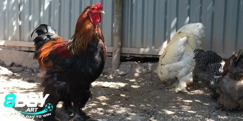 Những yếu tố quan trọng tạo nên sự huyền bí của Gà Kỳ Lân