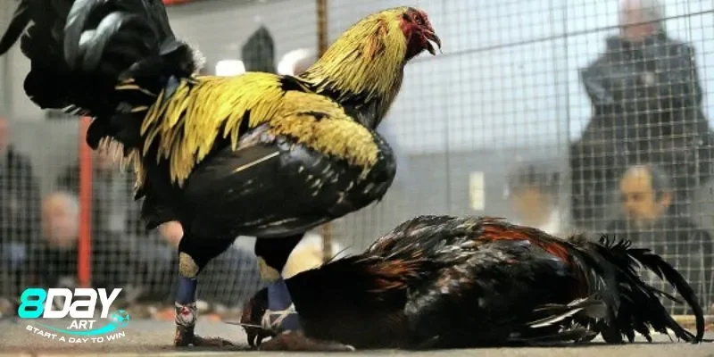 Sức hấp dẫn của đá gà cựa sắt