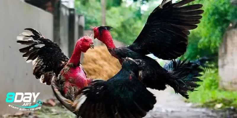 Tướng mạo và phẩm chất của gà chọi