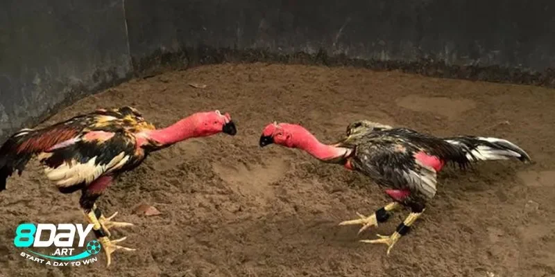 Vai trò của gà đòn trong đá gà